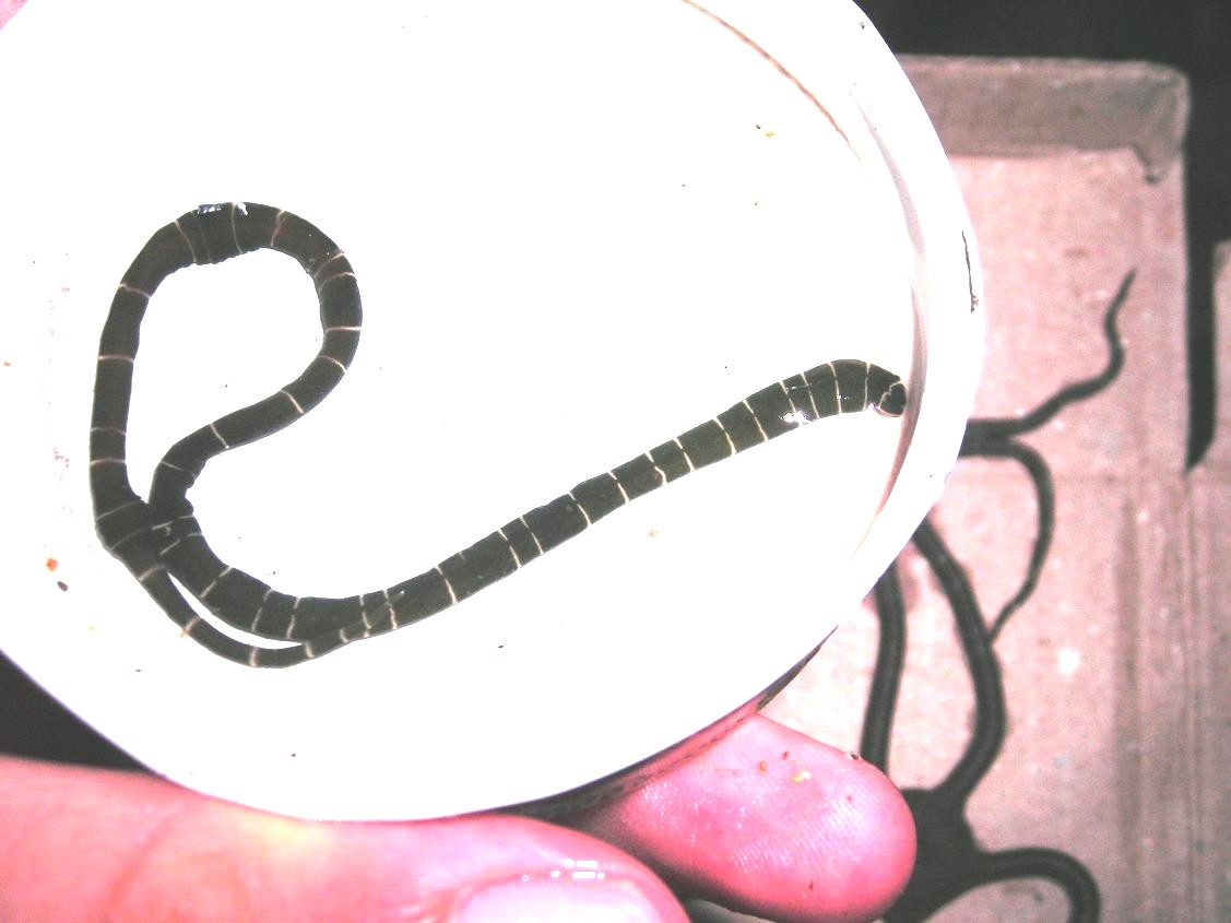 Notospermus geniculatus